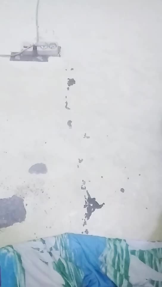 Anggrek Nur ID: 4137775 Papaya Live