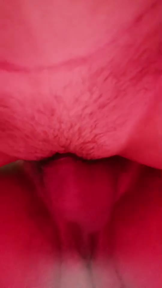 Melmel ID 5566506 Papaya Live 